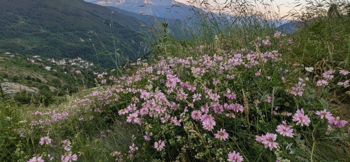 Pink wildflowers in a grassy hillside foreground, with a green valley village and mountains under a partly cloudy sky.
