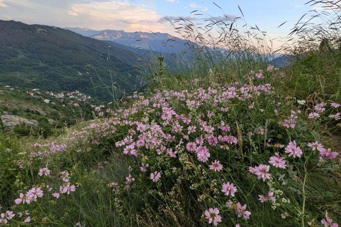 Pink wildflowers in a grassy hillside foreground, with a green valley village and mountains under a partly cloudy sky.