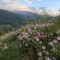 Pink wildflowers in a grassy hillside foreground, with a green valley village and mountains under a partly cloudy sky.