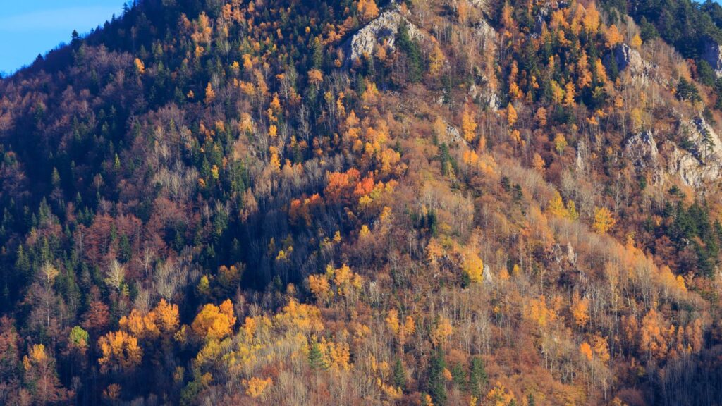 Autumn trees at Rugova Gorge, Kosovo